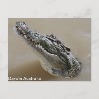 Salzwasser Crocodile Darwin Postcard Postkarte