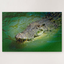 Salzwasser-Krokodil in sumpfigen Gewässern
