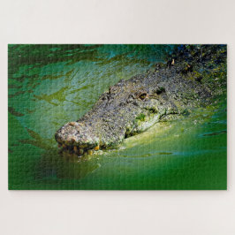 Salzwasser-Krokodil in sumpfigen Gewässern