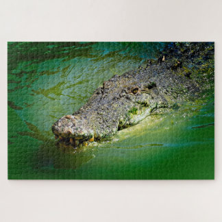 Salzwasser-Krokodil in sumpfigen Gewässern