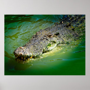 Salzwasserkrokodil des Northern Territory Poster