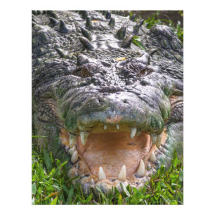Salzwasserkrokodil in Kakadu, Nordgebiet Fotodruck