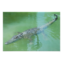 Salzwasserkrokodile in Australien
