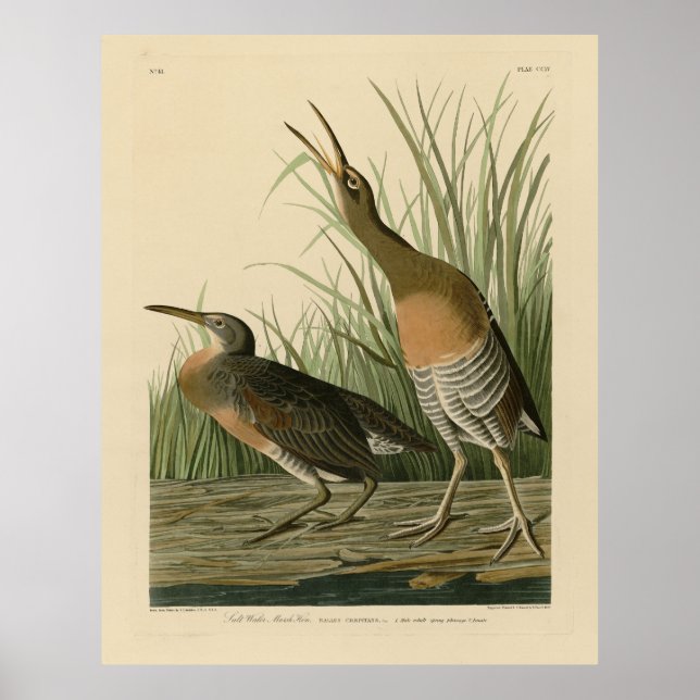 Salzwassermarschen Hen - Audubons Vögel in Amerika Poster (Vorne)