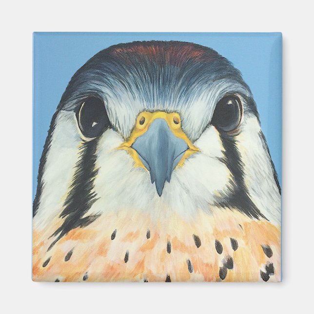Sam, ein amerikanischer Kestral Magnet (Vorne)