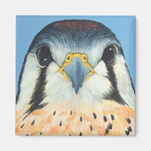 Sam, ein amerikanisches Kestral Magnet