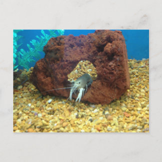 Sam the Blue Hummercrayfish Postkarte