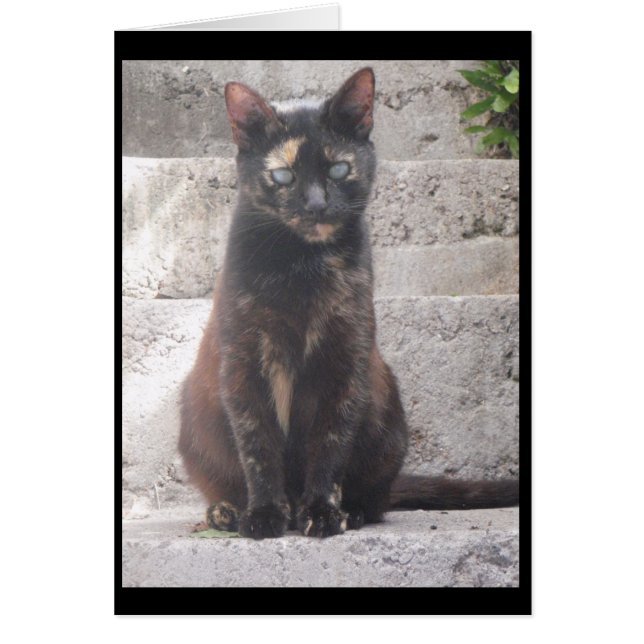 Samantha le chat Bush (Devant)