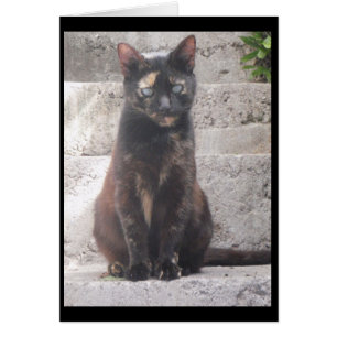 Samantha le chat de Bush