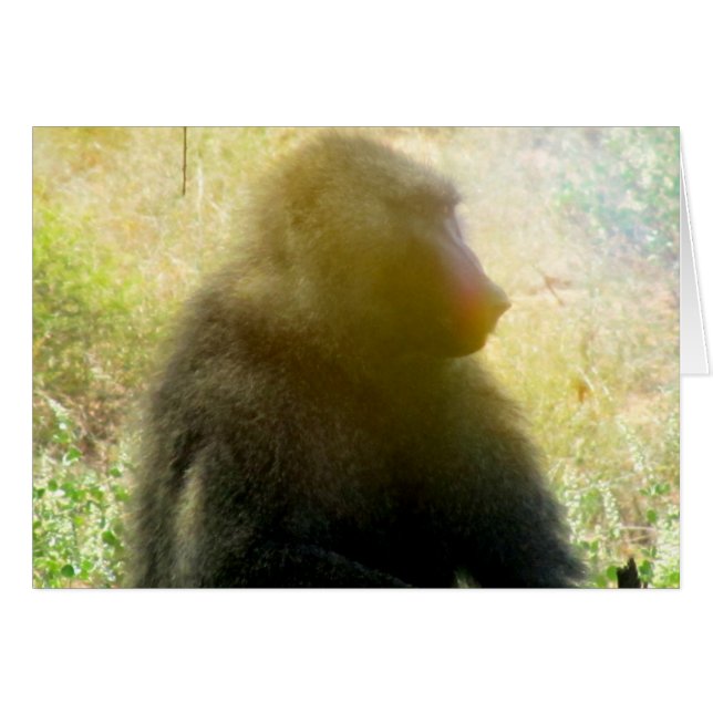 Samburu Baboon Closeup (Devant horizontal)