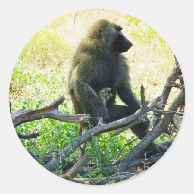 Samburu Baboon Runder Aufkleber (Vorderseite)