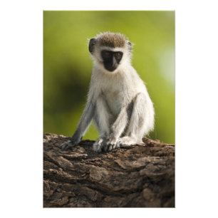 Samburu Game Reserve, Kenia, Vervet-Meerkatze, Fotodruck