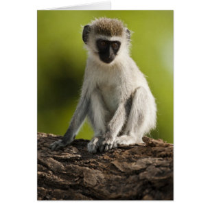 Samburu Game Reserve, Kenia, Vervet Monkey,
