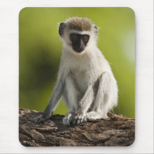 Samburu Game Reserve, Kenia, Vervet Monkey, Mousepad