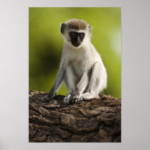 Samburu Game Reserve, Kenia, Vervet Monkey, Poster