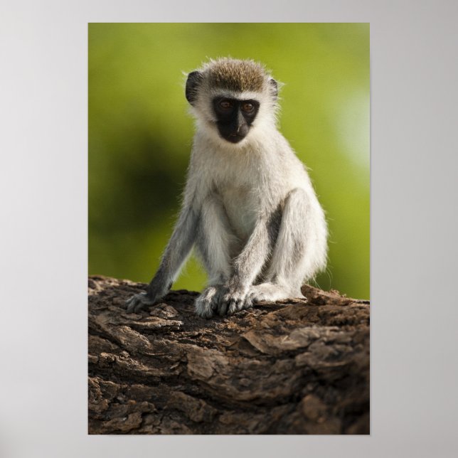 Samburu Game Reserve, Kenia, Vervet Monkey, Poster (Vorne)