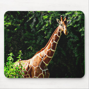 Samburu Giraffe Mousepad