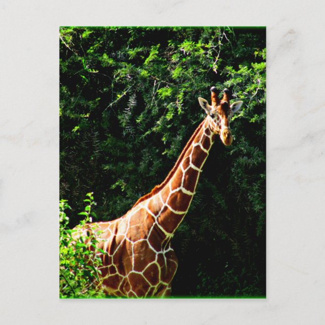 Samburu Giraffe Postkarte (Vorderseite)