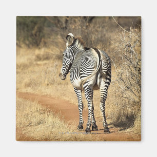 Samburu nationale Reserve, Kenia Magnet