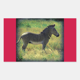 Samburu Zebra Rechteckiger Aufkleber