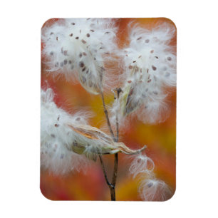 Samen von Seidenpflanzen im Herbst, Kanada Magnet