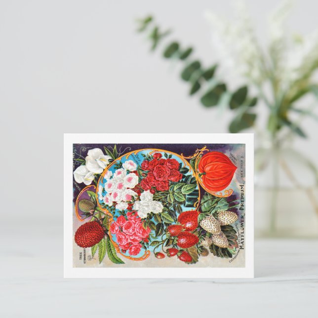 Samenpackungen.  postkarte (Stehend Vorderseite)