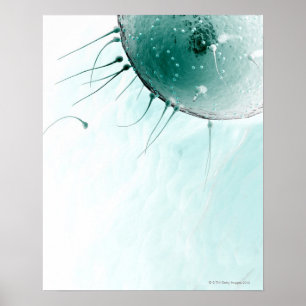 Samenzellen, die ein Ovum befruchten Poster