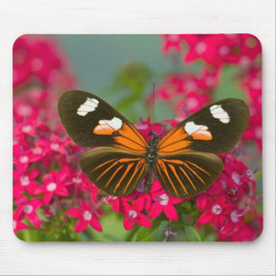 Sammamish Washington Foto eines Schmetterlings auf Mousepad
