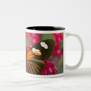 Sammamish Washington Foto eines Schmetterlings auf Zweifarbige Tasse
