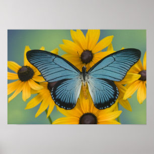 Sammamish Washington Foto eines Schmetterlings Poster