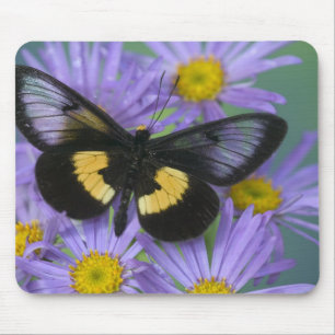 Sammamish Washington Foto von Schmetterling Mousepad