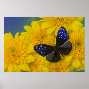 Sammamish Washington Fotograf von Butterfly 41 Poster