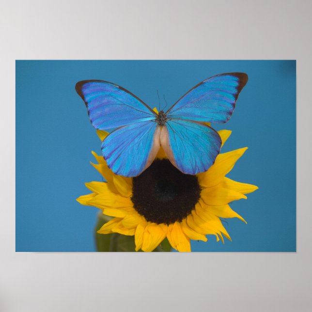 Sammamish Washington Fotograf von Butterfly 57 Poster (Vorne)