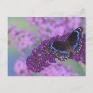 Sammamish Washington Fotografie des Postkarte
