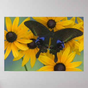 Sammamish Washington Photograph of Butterfly Poster