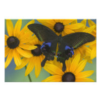 Sammamish Washington Photographie de Papillon