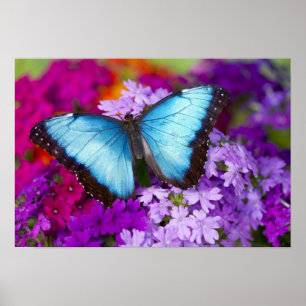 Sammamish Washington Tropical Butterfly Poster