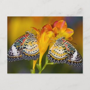 Sammamish, Washington. Tropische Schmetterlinge 68 Postkarte