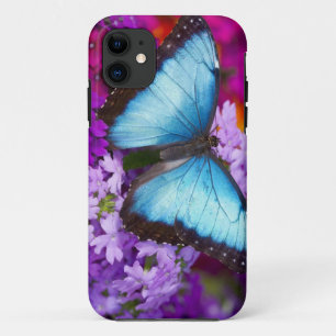 Sammamish Washington Tropischer Schmetterling title_seo2