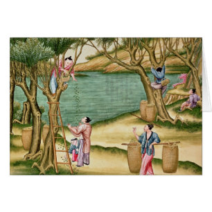 Sammeln der Maulbeeren