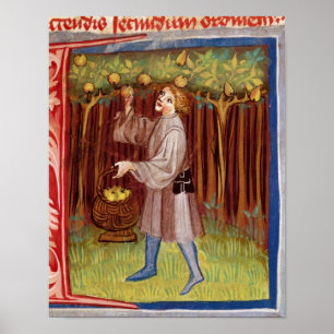 Sammelnfrucht Poster