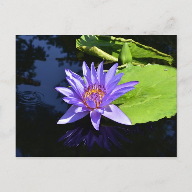 Sammelpostkarten für lila Wasserlilie Postkarte (Vorderseite)