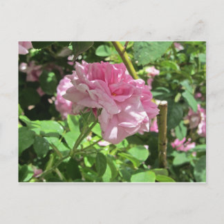 Sammlung Botanischer Garten Postkarte