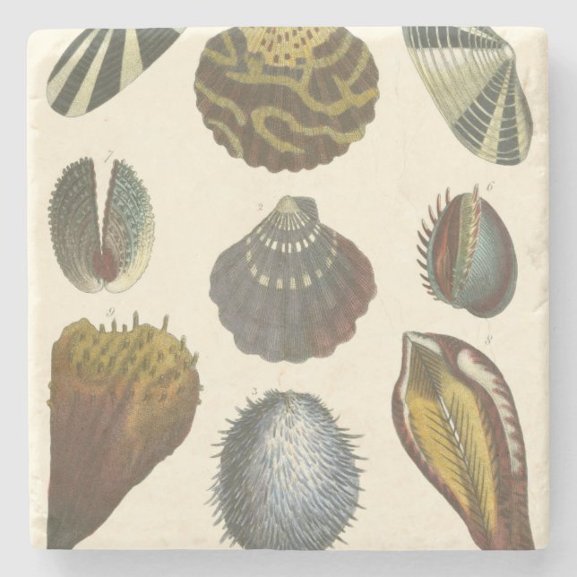 Sammlung der Konchologie Steinuntersetzer (Vorderseite)