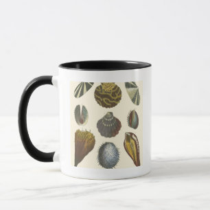 Sammlung der Konchologie Tasse