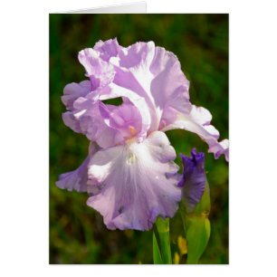 Sammlung "Iris in the Morn"