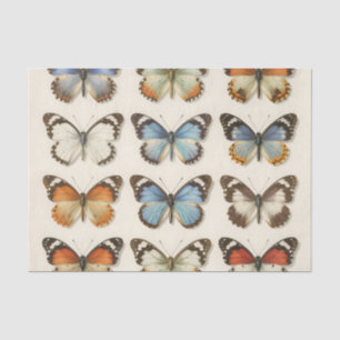 Sammlung vintage Schmetterlingsexemplare Seidenpapier