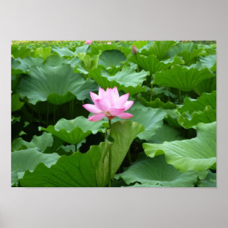 Sammlung von Blume: Lotus Poster