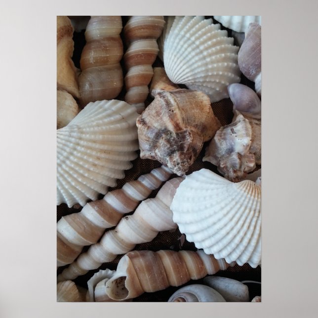 Sammlung von Muscheln, Poster, Natur, Sommer Stran Poster (Vorne)