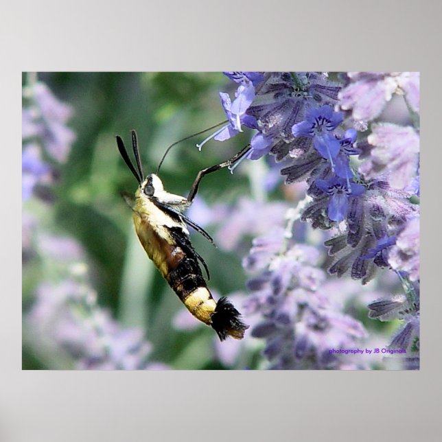 Sammlung von Nectar - Fotografie von JB Originals Poster (Vorne)
